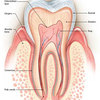 Healthy-tooth use320 - Oral Health