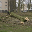 Bomenkap park Kinderkamp - Nieuwsfoto's Presikhaafnet