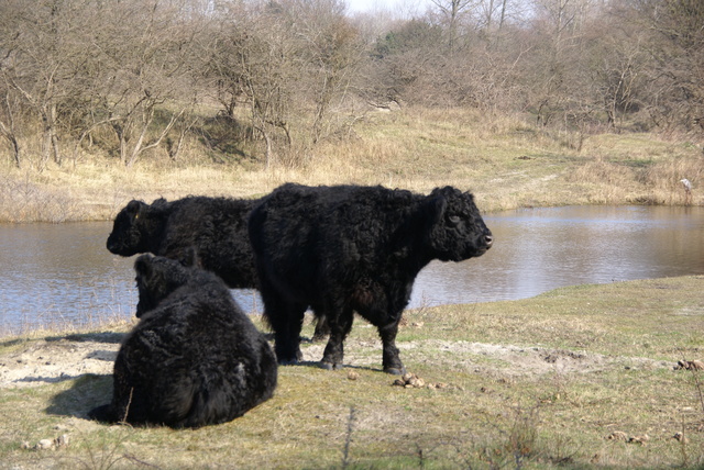 DSC02018 Halve van Oostvoorne 8 maart 2014