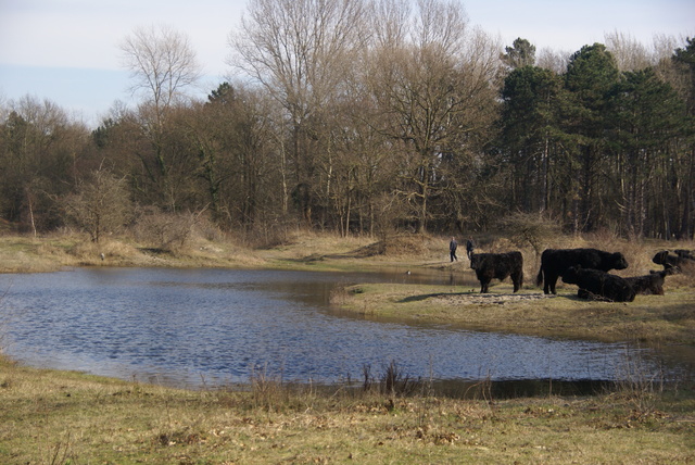 DSC02019 Halve van Oostvoorne 8 maart 2014