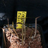Ceropegia fusca 005a - cactus