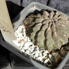 Neochilenia occulta 001a - cactus