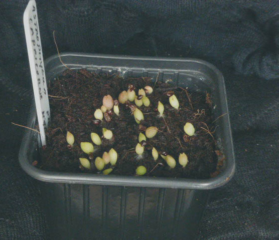 Astrophytum  capricorne Hybride 003a cactus