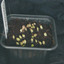 Astrophytum  capricorne Hyb... - cactus
