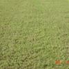 Buffalograss turf