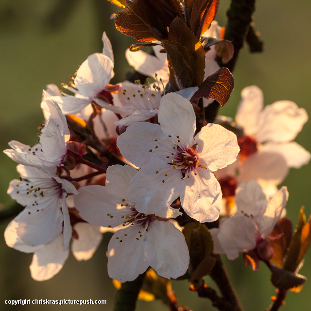 bloesem-in-tegenlicht Lente 2014