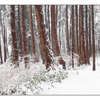 Snowy Wood Pano - Panorama Images
