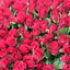 R.Th.B.Vriezen 2014 03 17 2062 - PvdA Arnhem Canvassen Presikhaaf 1 Laatste Dag Actie maandag 17 maart 2014