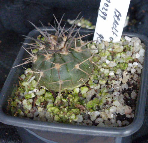 Gymnocalycium spegazzinii 003a cactus