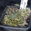 Gymnocalycium spegazzinii 003a - cactus