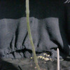 Peniocereus zipolotensis 006a - cactus