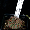 Lobivia aurea p4 002a - cactus
