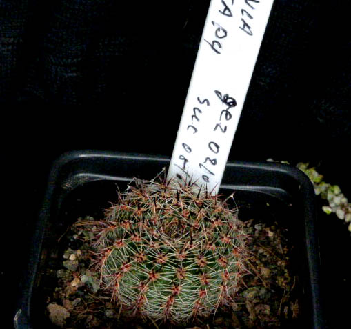 Lobivia aurea p4 002a cactus