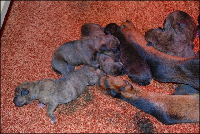 11 puppies dag 1