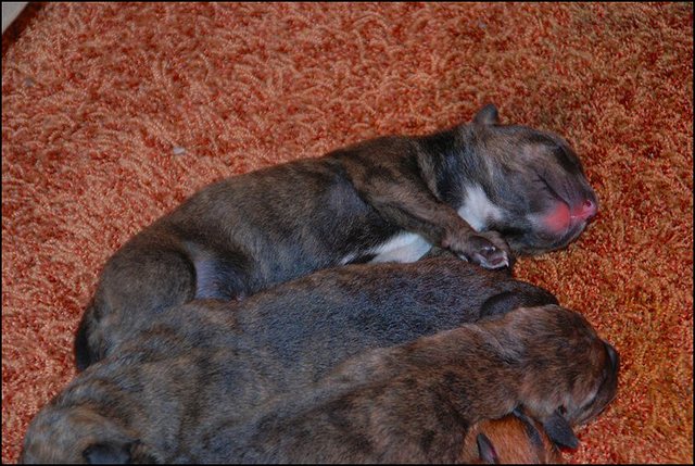 27 puppies dag 1