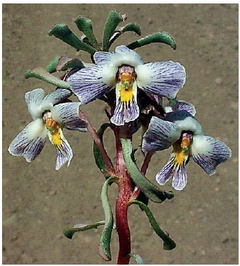 Viola escondidaensis cactus