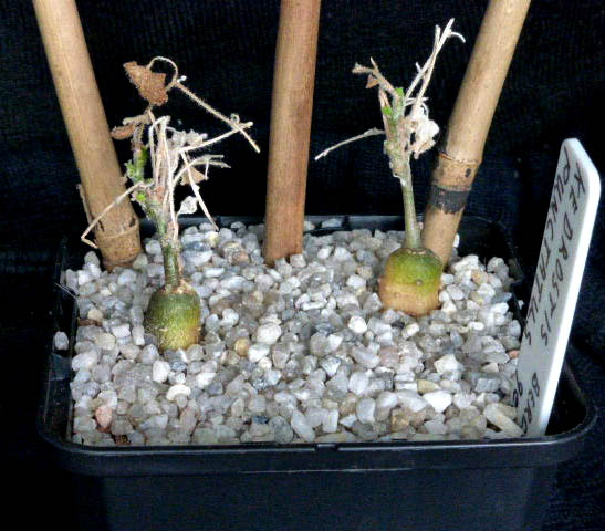 kedrostis punctatus 004a - cactus