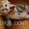 funny-cute-sad-cat-kitten - Picture Box