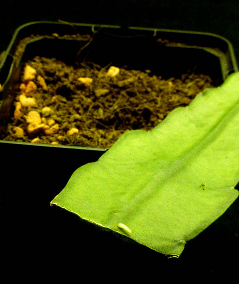 Epiphylum stekken 018a cactus