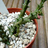 Orbea ubomboensis 004a - cactus