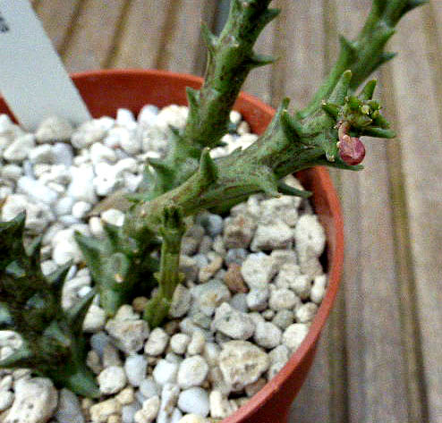 Orbea ubomboensis 004a cactus