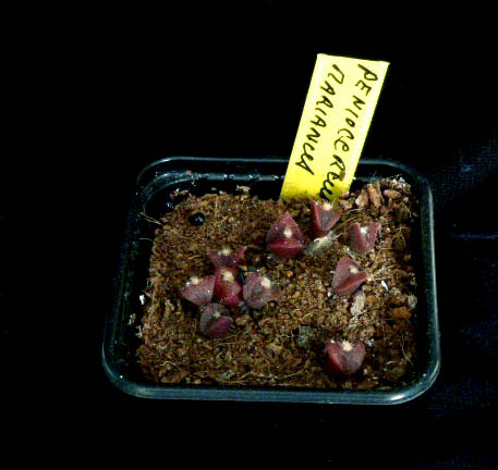 Peniocereus marianus 005a cactus