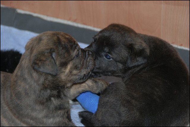 68 puppies 3 weken en 4 dagen