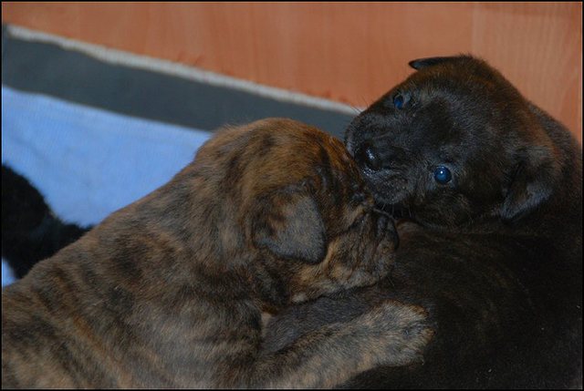 75 puppies 3 weken en 4 dagen