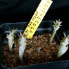 Edithcolea grandis 019a - cactus