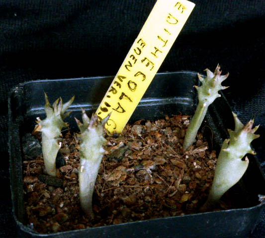 Edithcolea grandis 019a cactus