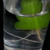 Epiphylum  Three Orange 002a - cactus
