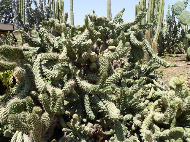 cactustuin israel2012