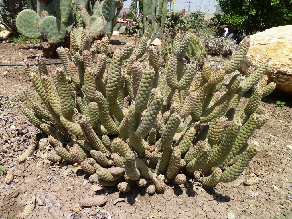 cactustuin2 - israel2012