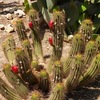 cactustuin4 - israel2012