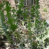 cactustuin5 - israel2012