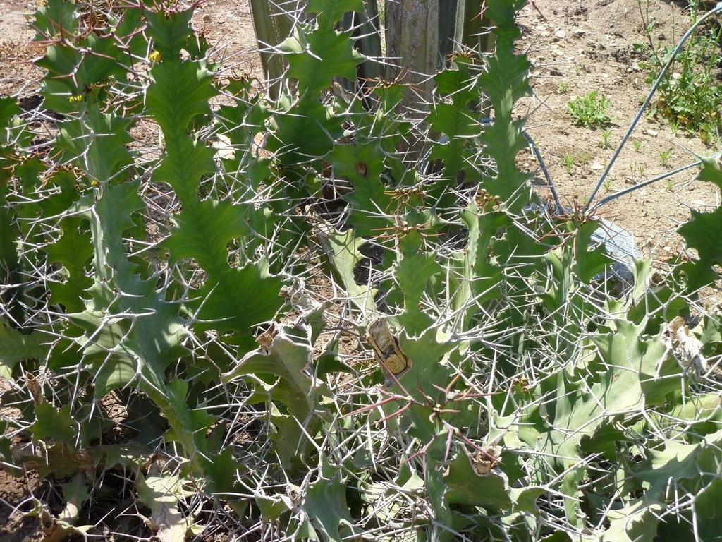 cactustuin5 - israel2012