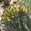 cactustuin6 - israel2012
