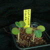 Euphorbia vigueri zaailing ... - cactus