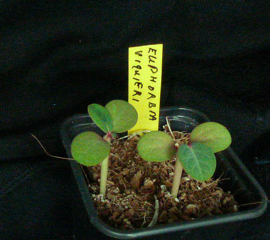 Euphorbia vigueri zaailing 005a cactus