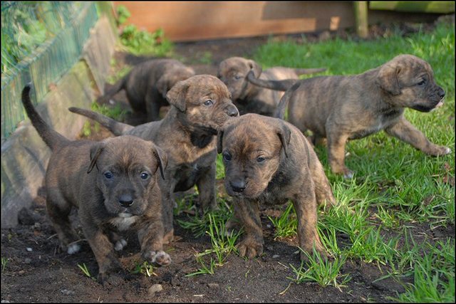 11 puppies naar buiten..