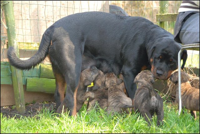 14 puppies naar buiten..