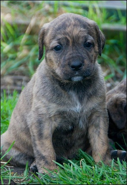 83 puppies naar buiten..