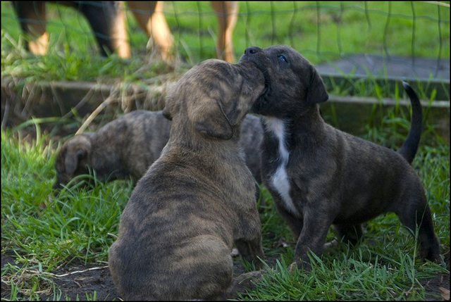 85 puppies naar buiten..