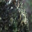 Hummingbird Nest - videos