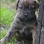 14 - puppies 5 weken oud