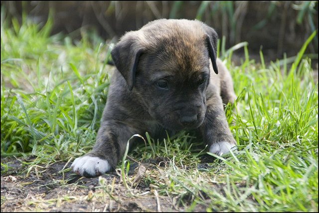 70 puppies 5 weken oud