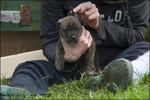 82 puppies 5 weken oud