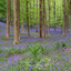  DSC9657 - Hallerbos