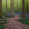  DSC9676 - Hallerbos