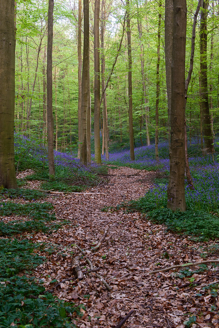  DSC9676 Hallerbos